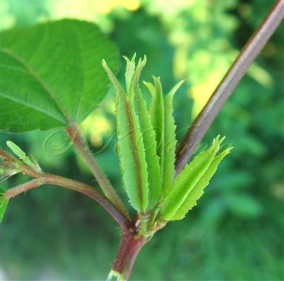  Fruits